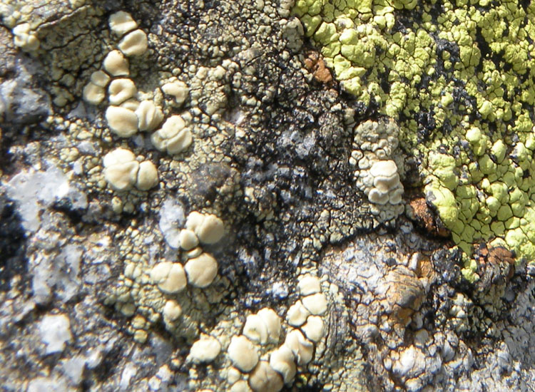 A me ricorda una Lecanora... -  Lecanora polytropa